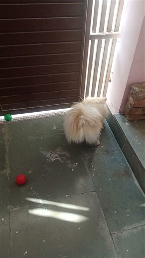 Cute Dog Chasing Balls at Full Speed! 😂🐕 #Shorts