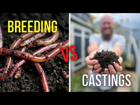 One Worm Bin or Two? The Truth About Breeding vs Castings Production