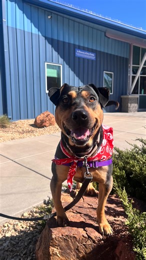 A staff favorite who’s an expert at melting our hearts, our @classical95.5khfm Pet of the Week, Tanya is waiting for you❤️🐾 This charming girl has been in the shelter since November. Great on leash, playful, and sweet, you will fall in love once you meet her. It’s shocking that Tanya hasn’t already found her forever family. Meet her at AHNM’s Main Campus Location, 615 Virginia St. SE! #petoftheweek | Animal Humane New Mexico