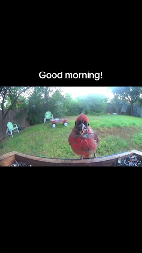 Adorable Baby Cardinal Eating at Bird Feeder | Backyard Birdwatching Short