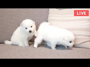 子犬の様子をただ流すライブ①【まもなく生後１ヶ月の日本スピッツ】 / 1 month old Japanese Spitz Puppies.