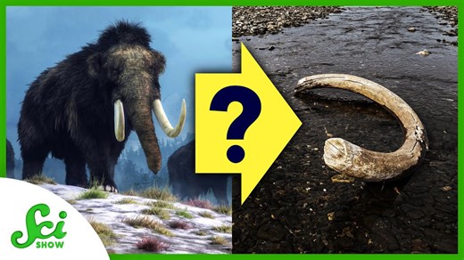 4 mysterious extinctions from Earth’s history
