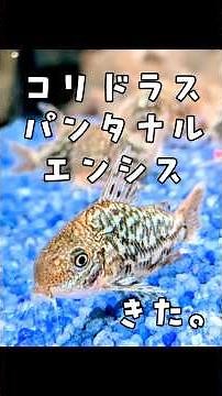 Corydoras pantanalensis | Aquarium Tropical Fish