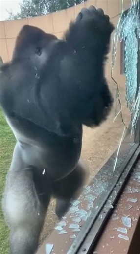 THE ZOO GLASS LITERALLY EXPLODED 💥🦍