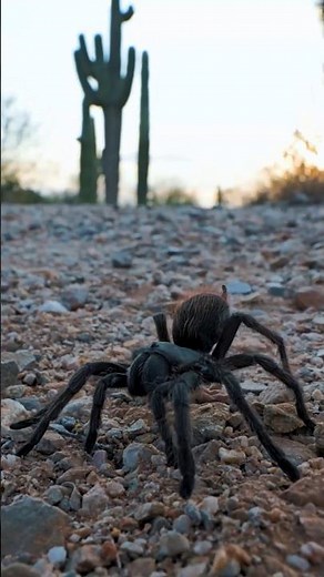 Traveling To Tucson To Track Tarantulas. #tarantula #spider #arizona