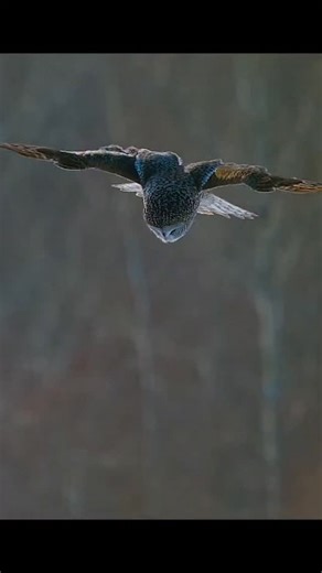 AWPC WILD HUB | Wild Community on Instagram: "The Great Grey Owl Hunts at Dusk" A great grey owl glides silently through the twilight forest, its immense wings spread like pale shadows, piercing yellow eyes locked on the faintest rustle beneath the snow as it hunts. #awpcwildhub #wildstory #GreatGreyOwl #SilentHunter #GhostOfTheForest #OwlPhotography #WildlifePredator"