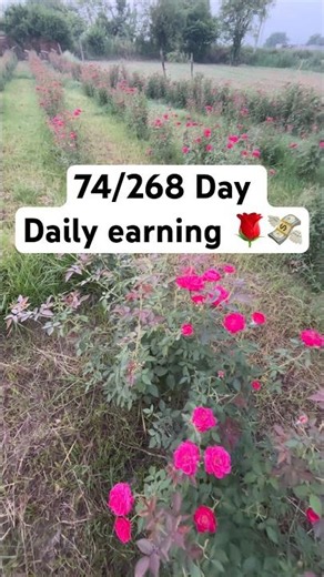 74/268 Day Rose 🌹 Farming 🍃 #minivlog #dailyvlog #rosefarming #rose #shorts