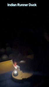 Putting Indian runner duck eggs in to lockdown. I don’t really know what days these will be on .. Today would be day 31 had the incubator ran as it should. But the fan wasn’t on for the first 5 days meaning the heat wasn’t being pushed down and around the eggs. In turn this meant none had started to develop, we resolved the fan issue. And candled on day the 10th day. Today would be day 25 from when we resolved the fan issue. Candling them today we noticed they all had been developing but some we