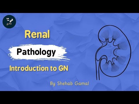 Urogenital | introduction to glomerulonephritis