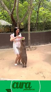 1.7M views · 8.7K reactions | Alimentando capivara fofinha | Receitas curapelanatureza | Facebook