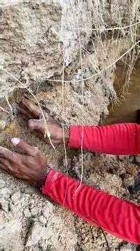 Golden Silica Deposits on River Cliffs: Natural Treasure Hunt” #rivergold #goldhunting #golddiscover