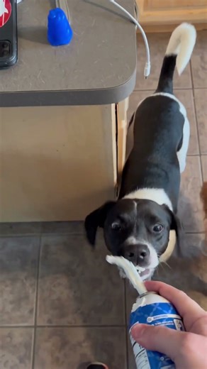 The doggies enjoying whipped cream. Hungry Hungry Doggie