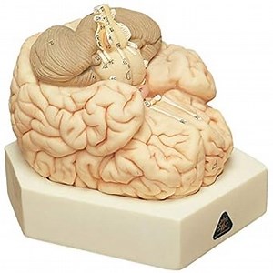 Human Brain Model for Neuroscience, Brain Model Labeled with Study Guide, Anatomy Model for Science Education Study Display