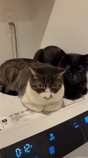 🗣️: My cats have gotten used to sitting on top of the washing machine as soon as it turns on, and I have no idea what the purpose of that is.