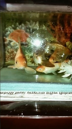 fish activities 🐠🐠 #shorts