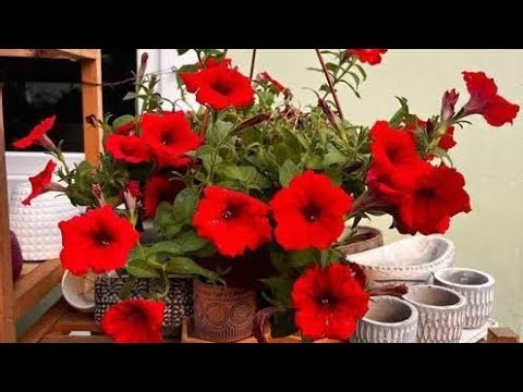 Çiçek bakımı çiçekkürleri en güzel çiçek türleri nelerdir evde yapabileceğimiz çiçek bakımları saksı