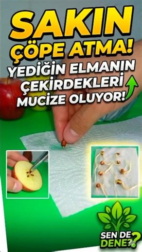 Instagram: @kadimormandostlari🍎Elma Çekirdeği Nasıl Çimlendirilir? | How to Sprout Apple Seeds?