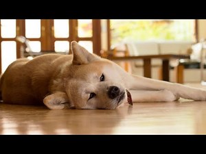 Everything You Need to Know About The Japanese Akita Inu