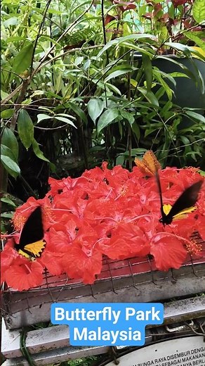 Oh Butterfly Butterfly