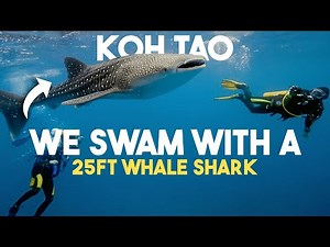 Thailands Most Famous Diving Island | Koh Tao Whale Sharks