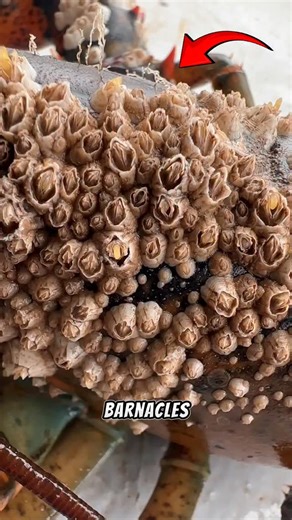 5.1K views · 17 reactions | What’s the Difference Between Barnacles, Goose Barnacles, and Gooseneck Barnacles? Follow Our Social Media: IG: @el_nin0_tv TT: el_nino_tv FB: El Nino TV YT: EL NINO TV #turtles #sea #barnacles #fblifestyle #fyp | El Nino TV | Facebook