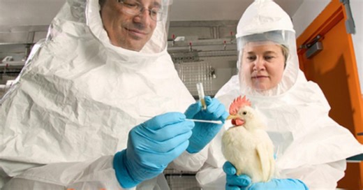 USDA ends 'maximum pain bird flu gain-of-function experiments' with Wuhan lab parent