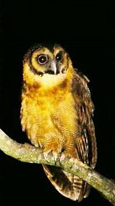 Brown Wood-Owl Night Voice