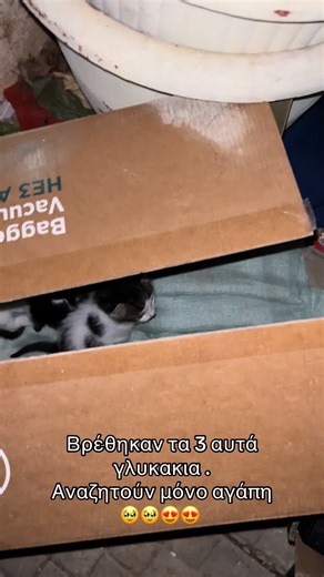 Γλυκά ζώα αναζητούν σπίτι στη Νέα Ιωνία