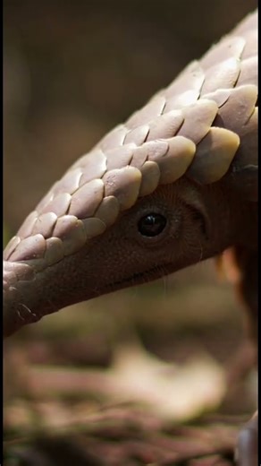 What will happen when Pangolin meets Python? #shortvideo #snake #animals #python #amazon #amazing