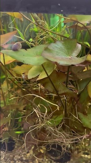 Lovely Dwarf Water Lily - A Showstopper For Your Aquatic Garden!