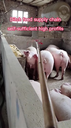 In the UK, pigs are fattened up by being fed in tons. #Breeding and fattening of piglets for weight gain