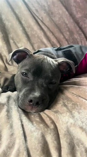Nap time is the best time 💤 | Sassy The Staffy