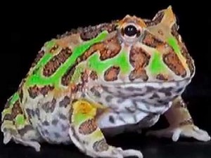 Pacman Frog Tank Setup