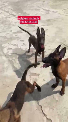 # Bk pet Zone # Fully Active Belgium malinois puppy for sale (8920196052)