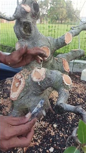 Tidying up the bonsai branches that have been cut #shorts #shortvedio #bonsaitree
