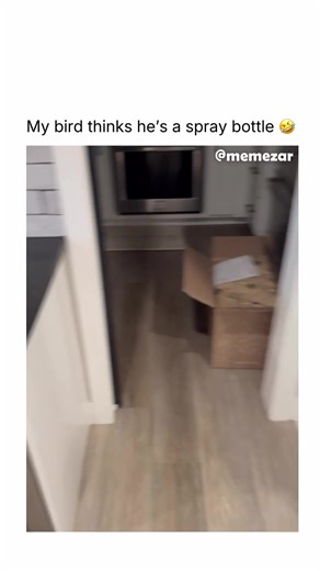 He can be ANYTHING he wants to be! Like this content? Follow us for more @memezar ❤️ Parrots are highly intelligent birds known for their bright feathers and ability to mimic human speech. They are social animals that thrive on interaction, often forming strong bonds with their owners or flock. In the wild, parrots play an important role in ecosystems by spreading seeds and maintaining forest diversity. Their long lifespans and need for mental stimulation mean they require dedicated care, making