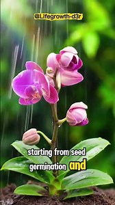Orchid Flower Growing Process #nature #green #orchid #short