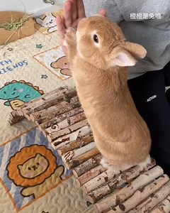 100K views · 4.7K reactions | This bunny has a personalized obstacle course. | 9GAG Cute | Facebook