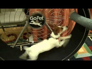 Product Review | DFW dog training | Redeeming Dogs | GoPet exercise wheel