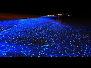 El mar de estrellas