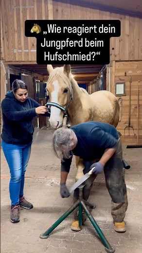 Young horse at the farrier – calm & relaxed | Horsemanship Training #horseeducation