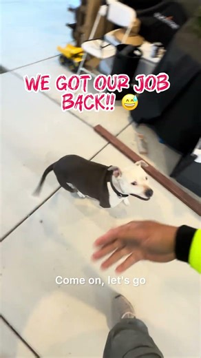 We got work to do! 💪🏽 #dog #humor #diy #homedecor #funny #shorts #viral #doglife