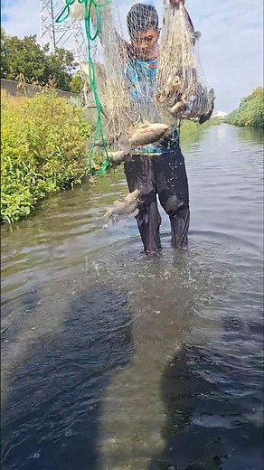 Best cast net fishing in the shallow waters #fishingmethods #just4u
