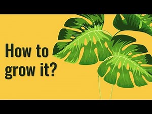 How we PROPAGATE MONSTERA from cuttings | Plant rejuvenation, care