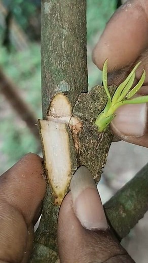 Amazing Graft Mango Tree #planting #mangograft #viralreel #TreePlantation #nursery | Sanjit Mandal