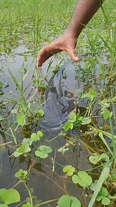 309K views · 1.4K reactions | Best unique fishing techniques by hand #fish #fishinglife #fishing | Alaska Fishing | Facebook