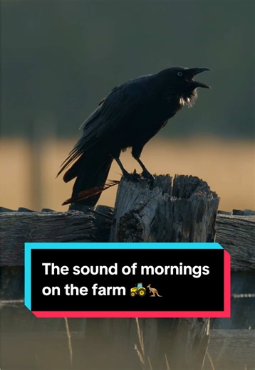 Morning Sounds of the Farm: Birds of Australia
