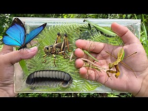 Hunting insect and Praying Mantis in the Wild
