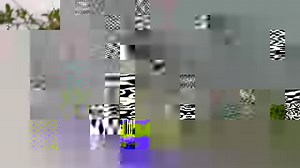 Witness a remarkable sighting of a mongoose attacking a black mamba—one of Africa's most venomous snakes—at the top of a tree! Video by Neil Jennings, Tintswalo guide | Tintswalo Safari