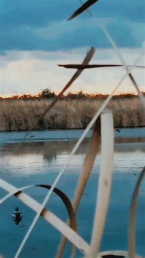 Duck Hunting with Precision – Nature at Its Best!#DuckHunting #HuntingLife